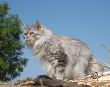 Chatterie Du Comte Des Fees Elevage Maine Coon Couleur