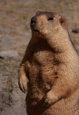 marmota himalayana Adw: marmota himalayana: pictures
