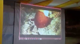 Intip Penayangan Perdana Brand Lagu Pariwisata " Selayar Taman Surgawi "