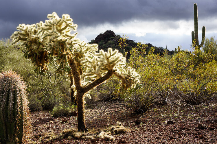 Organ Pipe Cactus National Monument Arizona - Advanced Shooting Modes: What They Are and When to Use Them