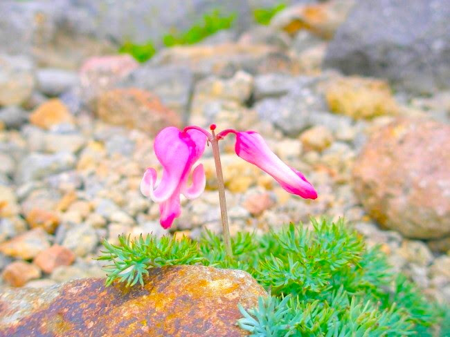 紫色の花図鑑