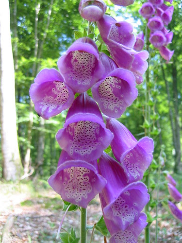 foxglove