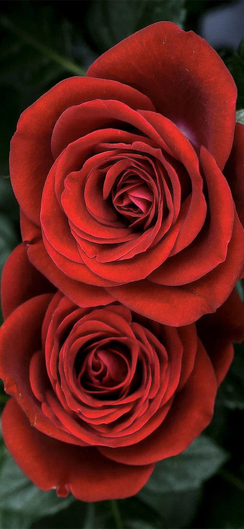 50 Best High Quality Iphone X Wallpapers Backgrounds Designbolts