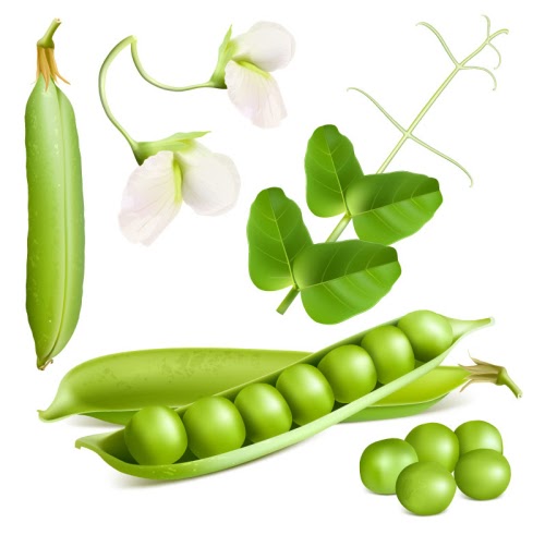 Download 343 Sweet Pea Flower Svg SVG PNG EPS DXF File for Cricut, Silhouette and Other Machine