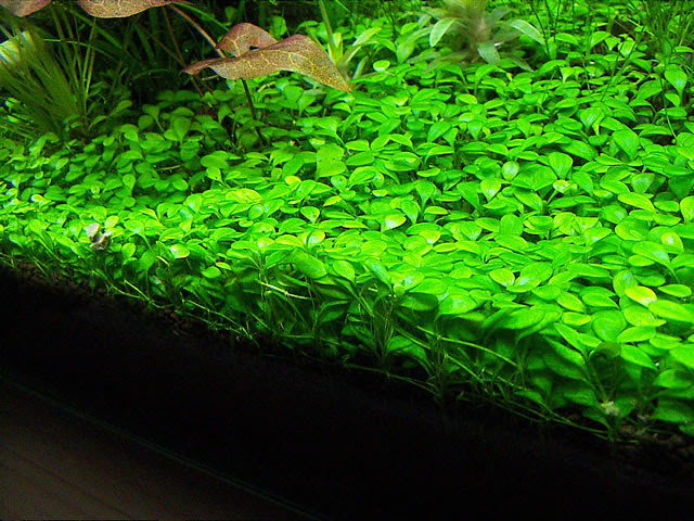 Aquarium World 熱帯魚と水草の飼育 旧 アクアリム7 グロッソ スティグマ
