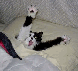 Bonne Fete Aux Felix Et Aux Chats Qui Me Lisent Je Sais Qu Il Y En A Chez Dom
