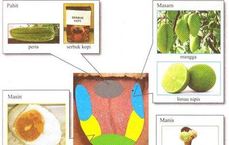 Hujung Lidah Pedih: 7 Cara Mengatasinya dengan Mudah dan Cepat!