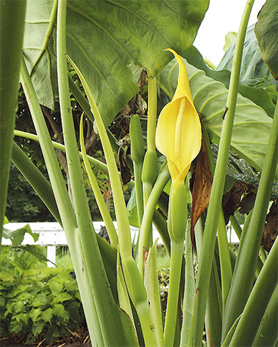 珍しいサトイモの花 杉原さんの畑で 秦野 タウンニュース