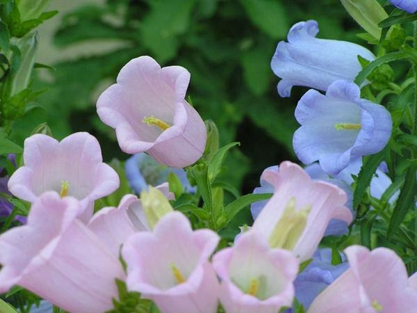 每日花語 7月10日風鈴草 同日之星張學友 圖 每日頭條