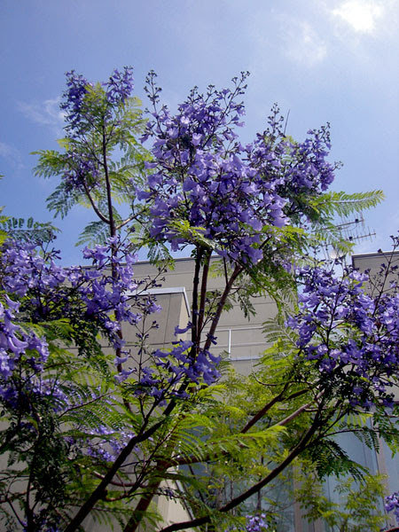 ジャカランダについての考察 その１ Kenさんのコメントから Kenさんのジャカランダについての考察