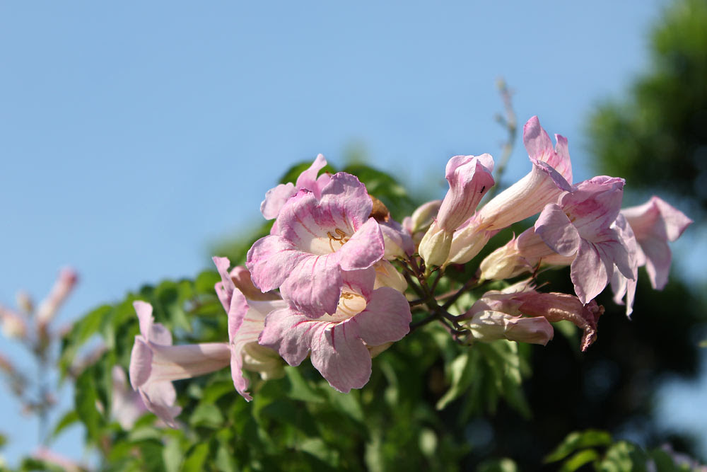 お花の写真集 ピンクノウゼンカズラ
