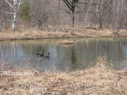geese