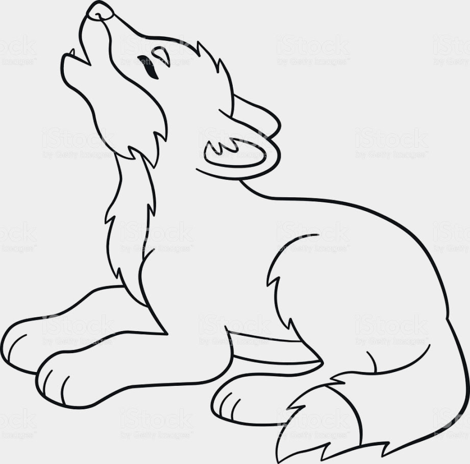 Download Arctic Wolf Drawing_ at GetDrawings | Free download