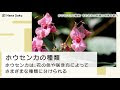 [10000ダウンロード済み√] ���言葉 小学校 ホウセンカ 407560