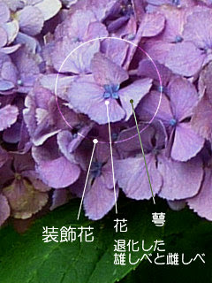 装飾花とは