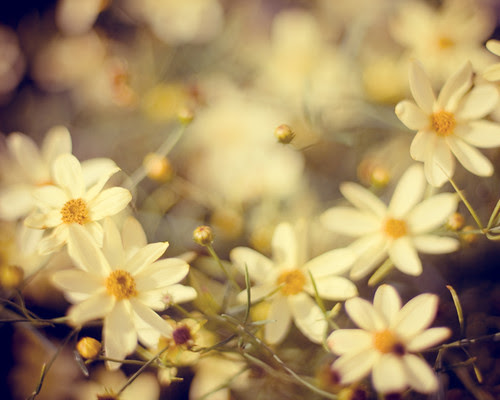 daisy chain