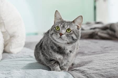 Kleine missgeschicke können auch der kontrolliertesten. âHilfe, meine Katze pinkelt ins Bett!" - Katzenerziehung