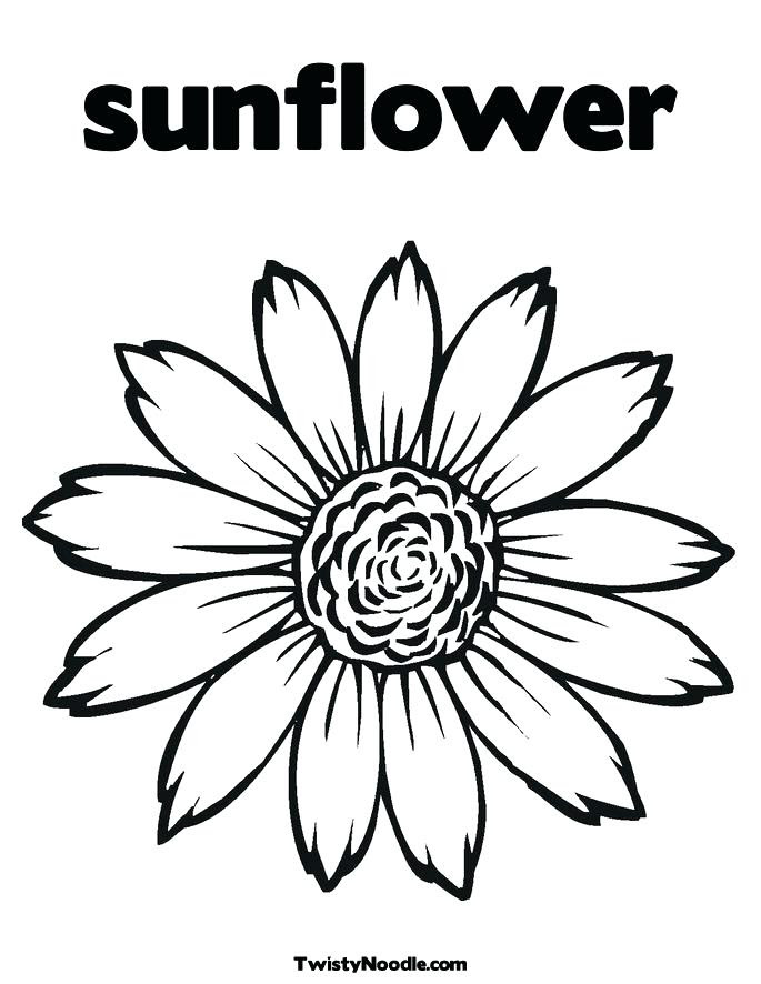 Download Sunflower Outline Drawing at GetDrawings | Free download