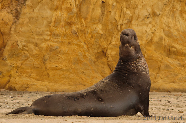 Aggressive display by the beachmaster - Pat Ulrich Wildlife Photography