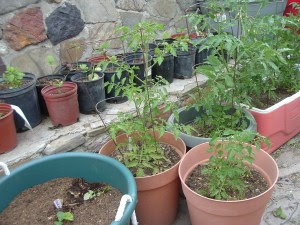gardenapril09-0092