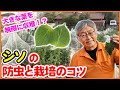 √70以上 しそ 虫除け効果 168958
