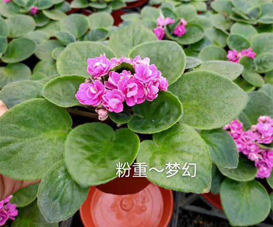 产品分类 山东草花 青州草花 黄楼草花 草花价格 青州四季春花卉