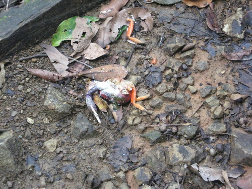 Dead crab and depleted soil