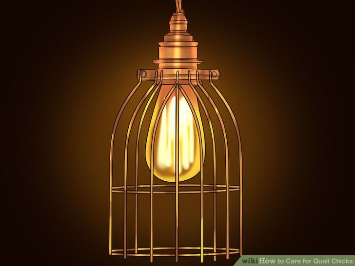 Breed Quail Step 4.jpg