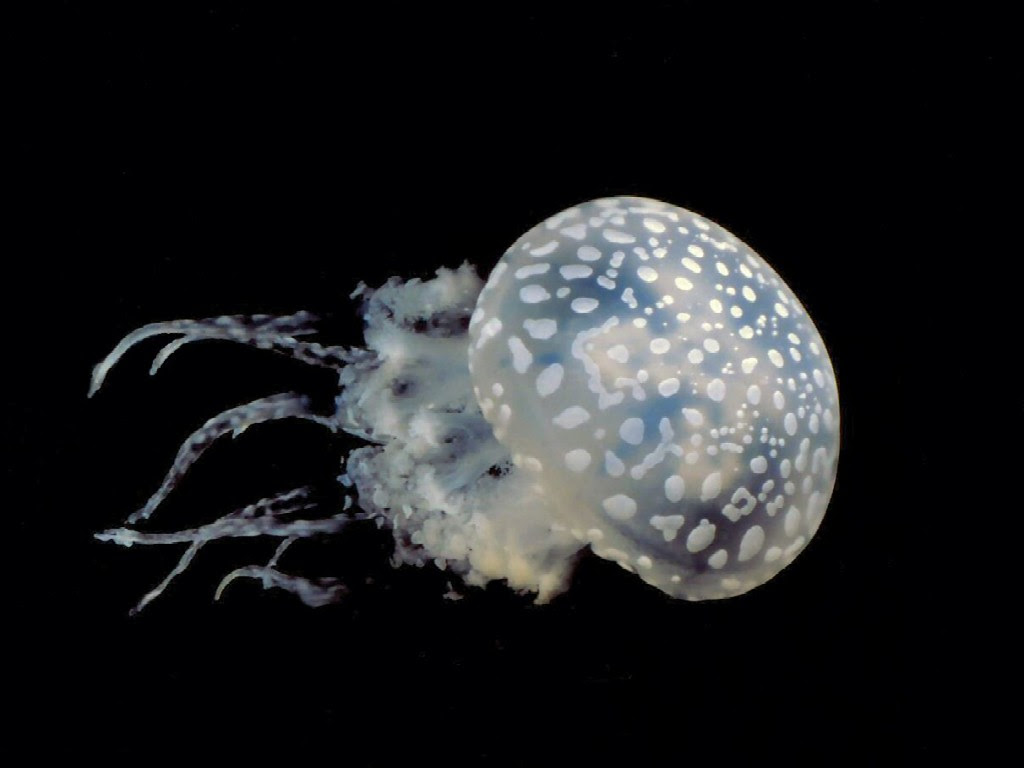 加茂水族館のクラゲの壁紙