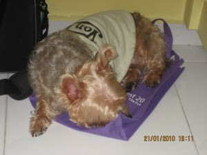 Sleeping on recycled shopping bag!