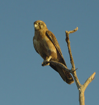 Brown Falcon