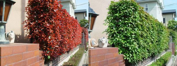 生け垣のレッドロビン やんちゃ親父の独り言 やんちゃ親父の独り言