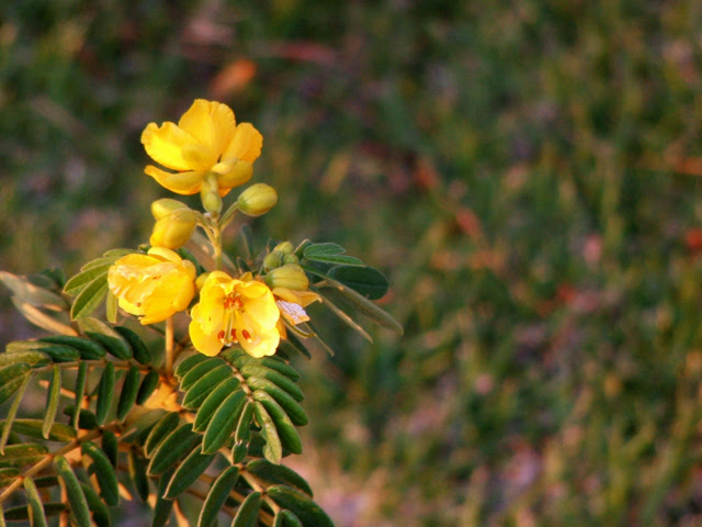 yellow flowers