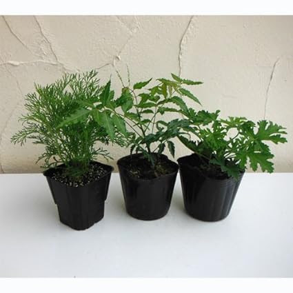 夏の虫よけハーブを植えよう ｎｉｗａ ｎｉｈａ ｈａｎａ 庭には花