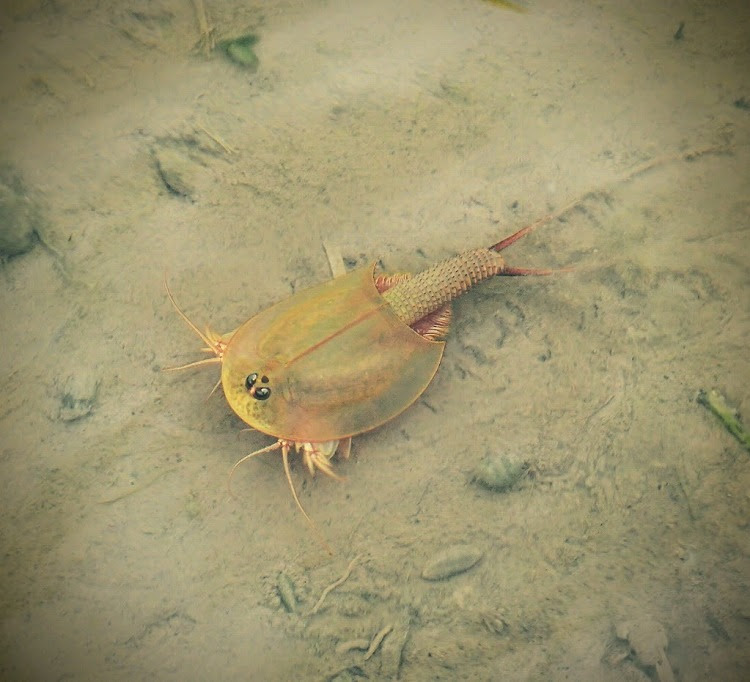 田んぼに暮らす 生きた化石 カブトエビ Monsters Pro Shop