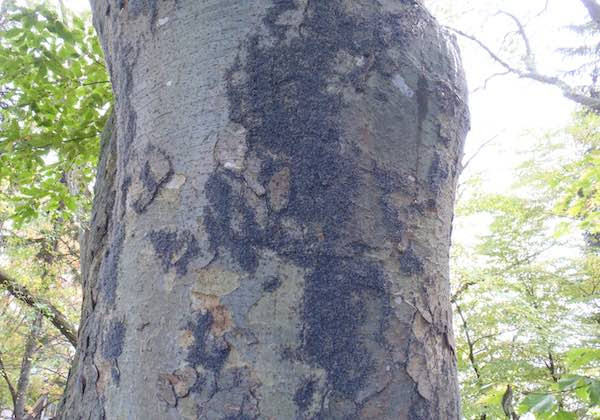 雪虫 青柳庵日記