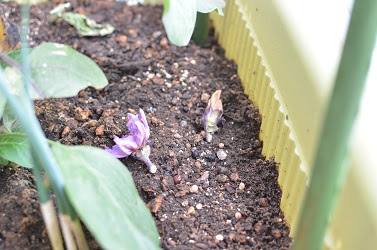 京なすの栽培 花が落ちる 北海道のベランダ菜園 ままちむの畑