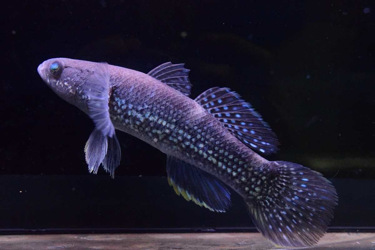 ハゼ 静岡市の熱帯魚専門店 大型魚 古代魚 珍魚 World Rivers