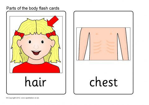 Parts of the Body Flash Cards (SB8255) - SparkleBox
