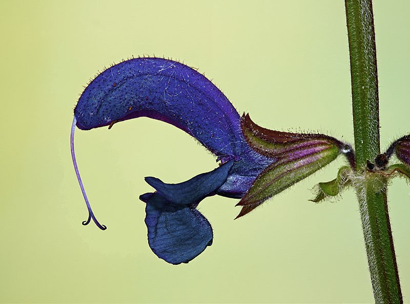File:Salvia pratensis 006.jpg