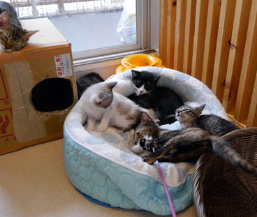 回し車、人気です♪: 猫の幼稚園日誌