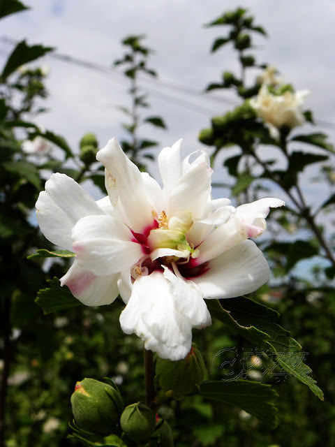 DSCN3909 Rose of Sharon