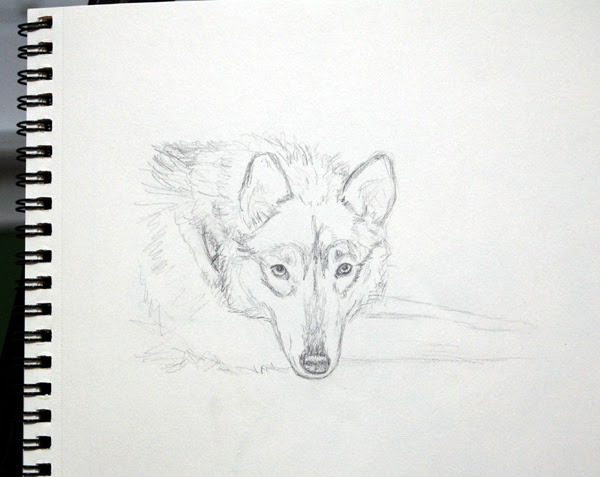 wolf sketch, Kathleen Coy