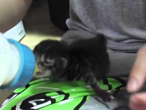 私と仔猫と ときどき 君と