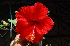 Do Flowers That Die on Earth Bloom In Paradise by firoze shakir photographerno1