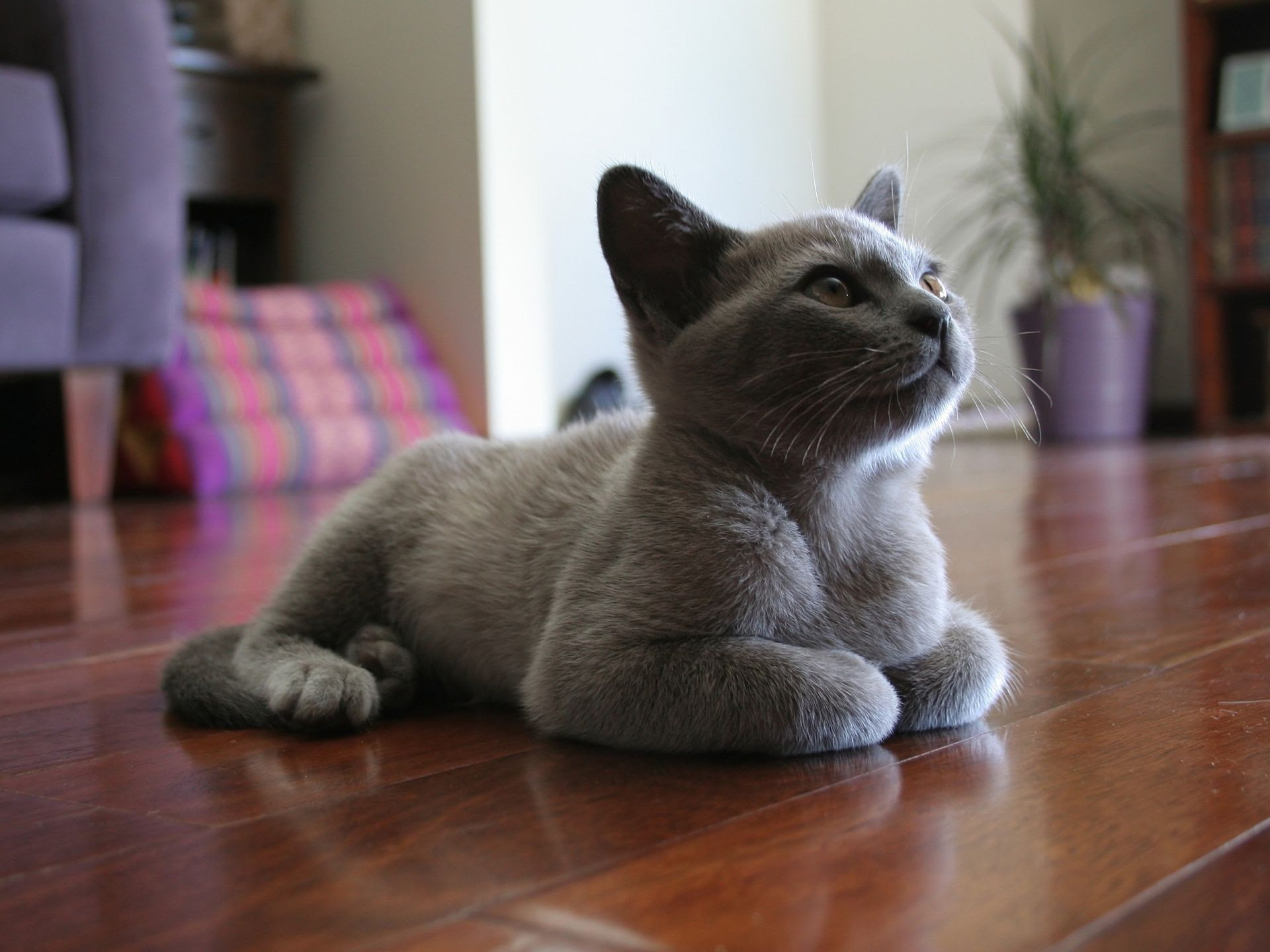 30 Jenis Kucing Dari Seluruh Dunia | Lucu, Comel dan Mengemaskan