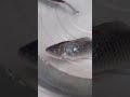 Frozen Dead Fish is Alive!!!