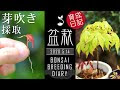 【ベストコレクション】 ミニ 盆栽 初心者 247710-ミニ盆栽初心者向け