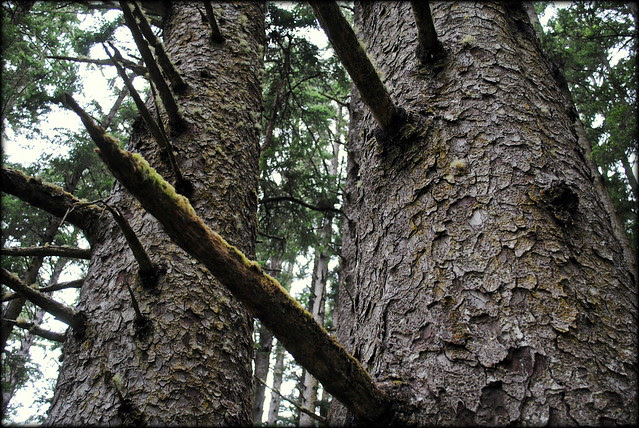 Sitka Spruce - Cape Falcon - Oswald West State Park