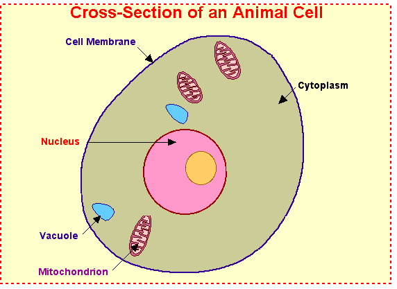 Animal Cell Diagram Diy - Plant Cell Labeled | Plant cell, Cell diagram, Plant cell ... - Check spelling or type a new query.